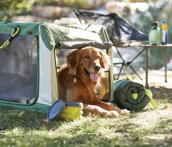 Backcountry x Petco Foldable Dog Travel Crate