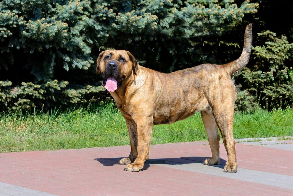 A Canary Mastiff poses at a public park.