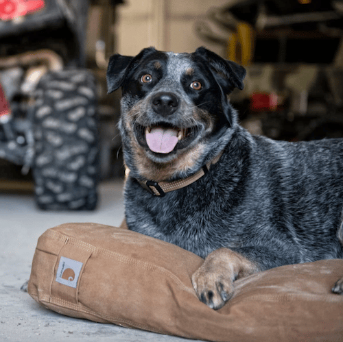 Cattle Dog on tan Carhartt bed
