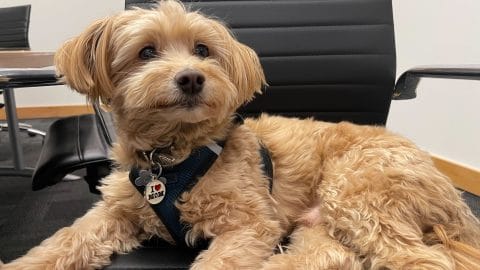 Office dog, Cash, at Kinship's Portland office