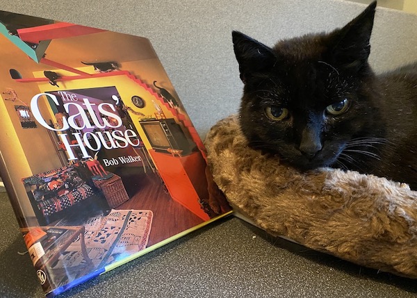 Cat poses next to book titled "The Cats' House"