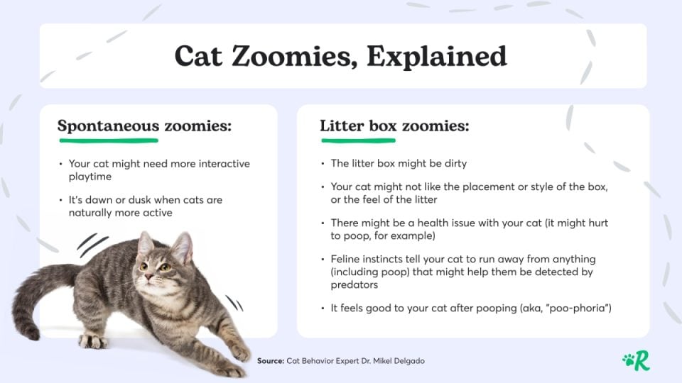 Infographic depicting a cat in motion that explains why a cat gets the zoomies, as explained in the article