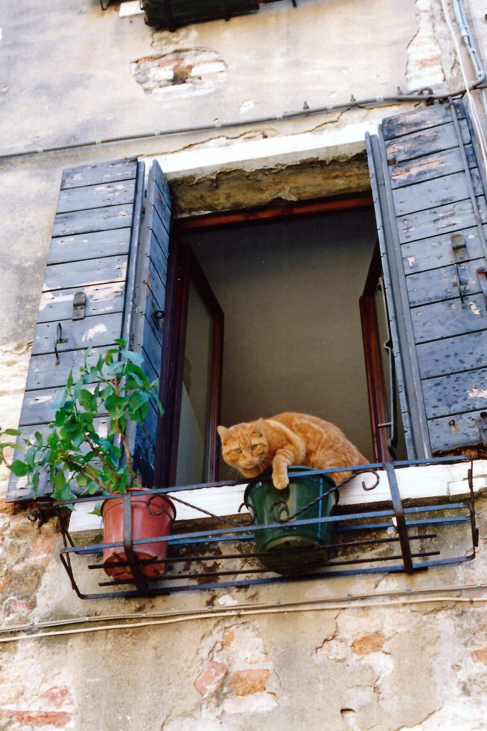A cat clearly has opinions in Venice, Italy.