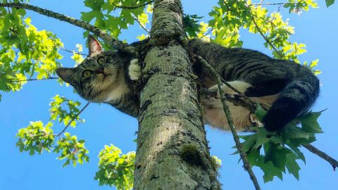 Cat stuck in tree