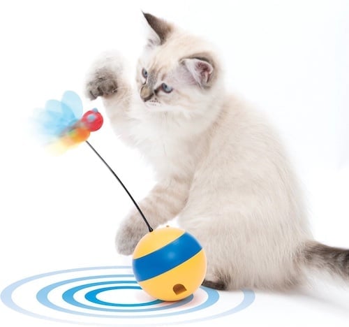 Grey and white kitten playing with cat toy.