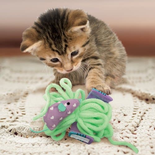 Kitten pawing at green and purple string cat toy. 