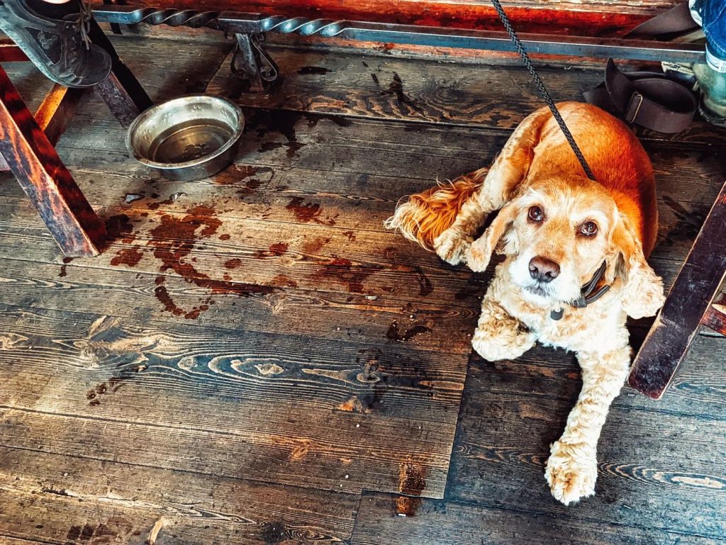 Dog with water bowl lying on pub floor