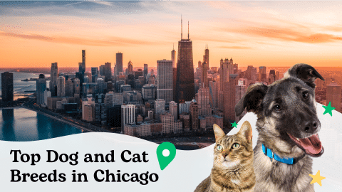 Most popular dog and car breed in Chicago image