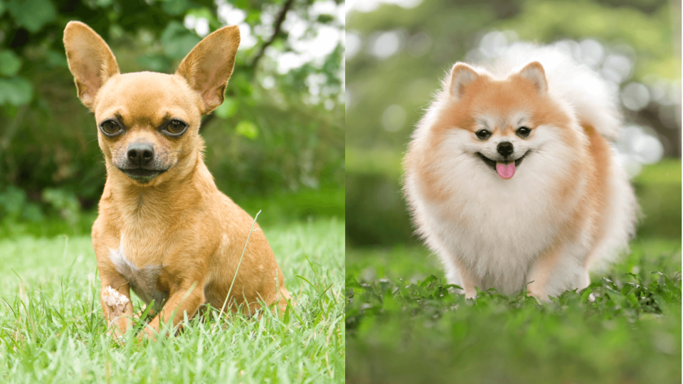A fawn colored Chihuahua (left) and a tan and white Pomeranian (right)