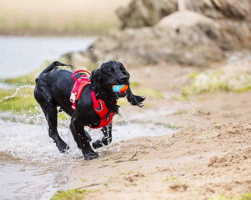 Black dog wearing a red harness running on a beach with a ball. 