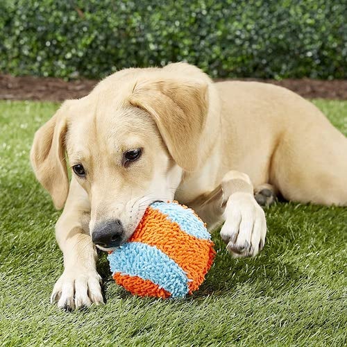 Dog chewing on blue and orange ball