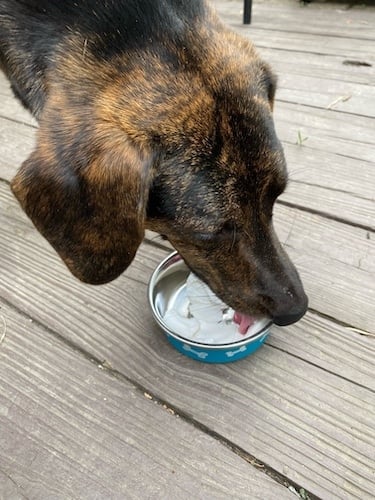 Black and brown dog enjoying ice cream