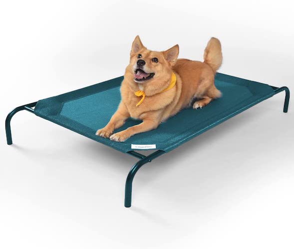 dog sitting on green elevated outdoor dog bed