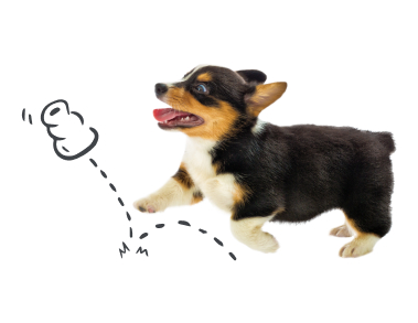 A corgi puppy playing with a toy