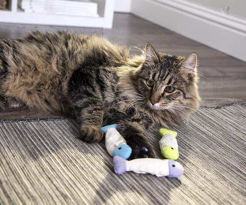 Striped, long-haired cat playing with three fish toys.