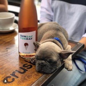 A small puppy sleeps on a table next to a bottle of rosé with the label Sunday Funday