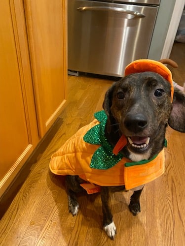 Dog dressed in pumpkin costume