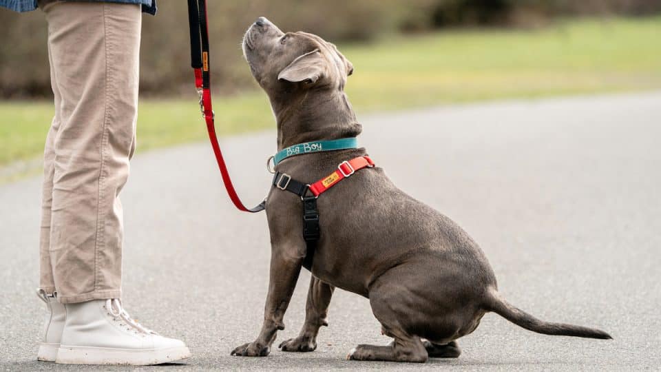 Dog looks expectantly at owner while wearing Wonder Walker harness