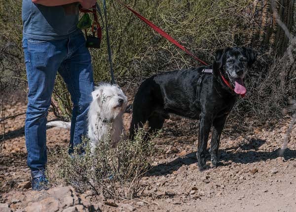 Two dogs on trail in desert