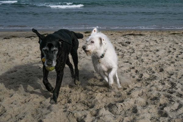 Two senior dogs playing on beach