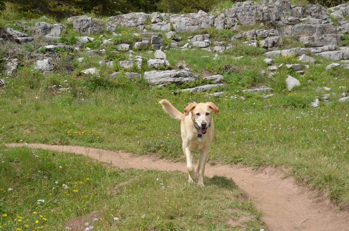 Rio walks off leash.