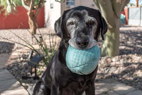 Dog holds blue ball in mouth