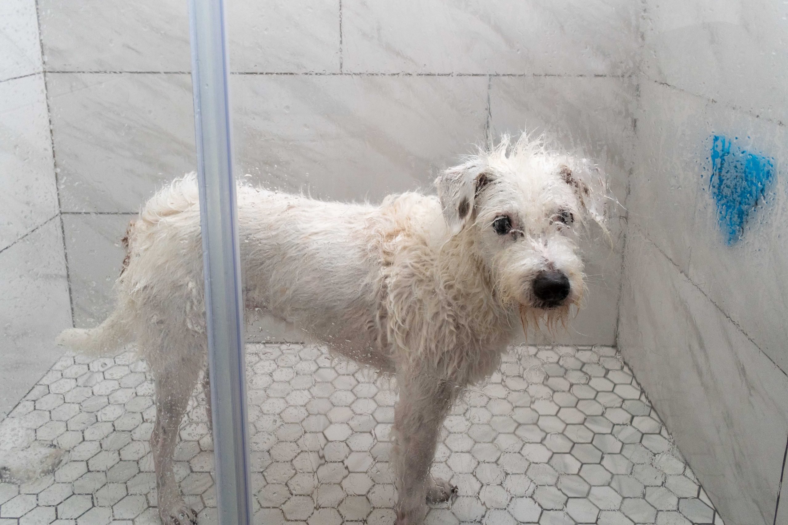 Wet dog stands in shower, looking at camera