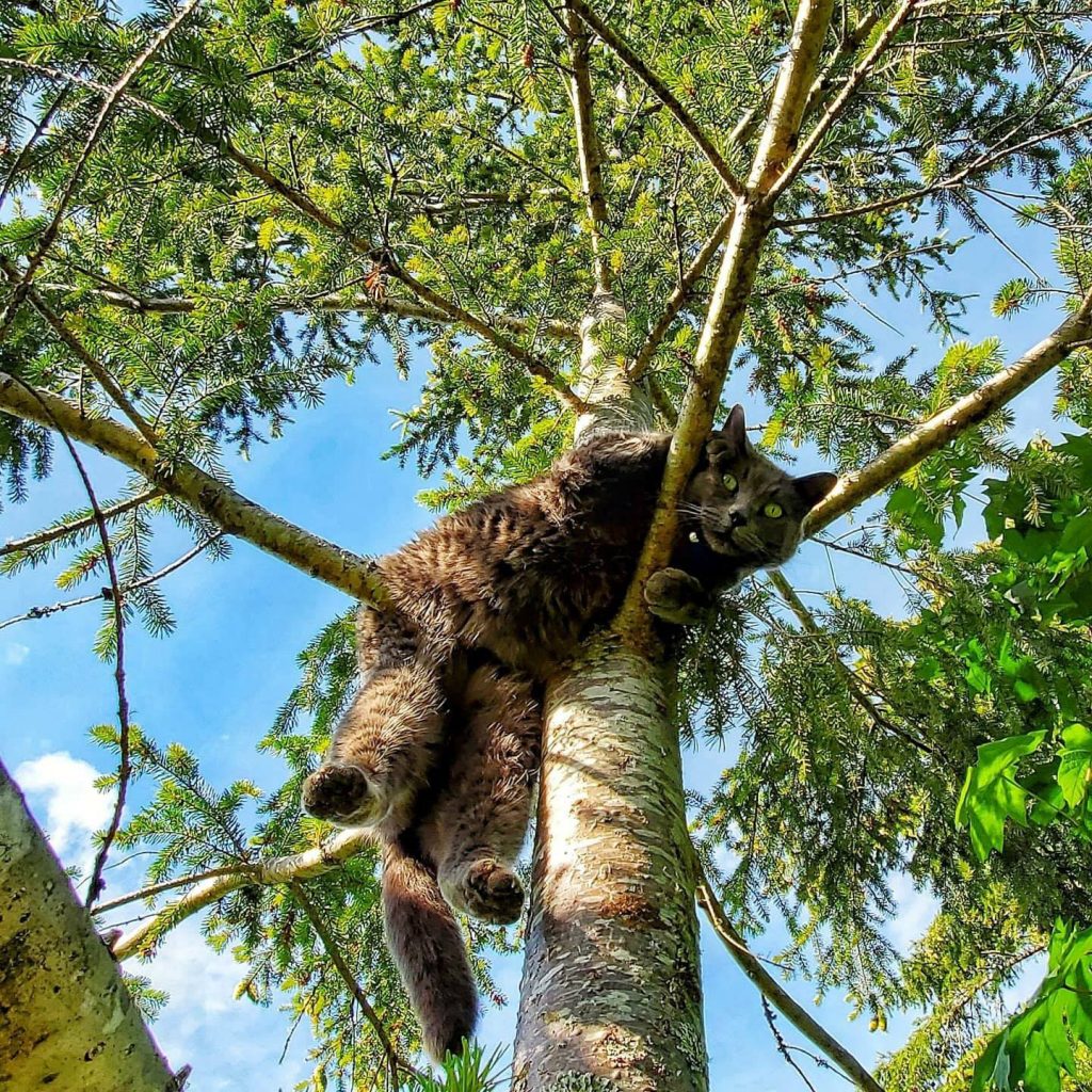 Cat dangling in a tree