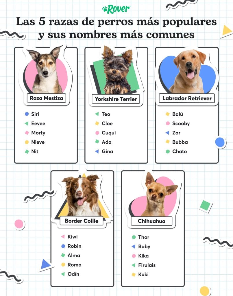 Infografia con las 5 razas de perros más populares y sus nombres más comunes. Fotos con raza mestiza, Yorkshire, Labrador Retriever. 