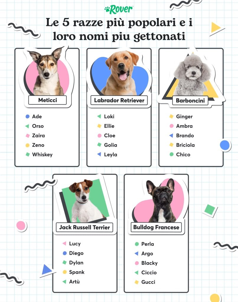 Nomi per cani più gettonati divisi per razza. In foto, un meticcio, un Labrador, un barboncino, un Jack Russell e un Bulldog Francese. 