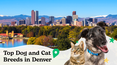 Most popular dog and cat breeds in Denver