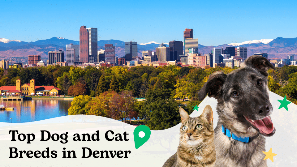 Most popular dog and cat breeds in Denver