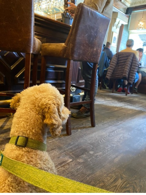 Dog looks out at busy pub