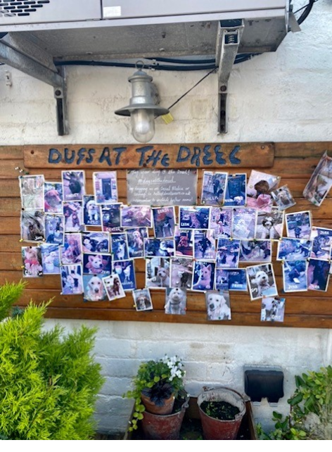 Dugs at the Dreel board