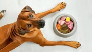Rhodesian Ridgeback looking up from bowl of fresh food