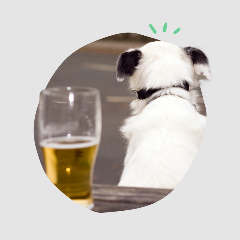 The back of a dog's head next to a pint