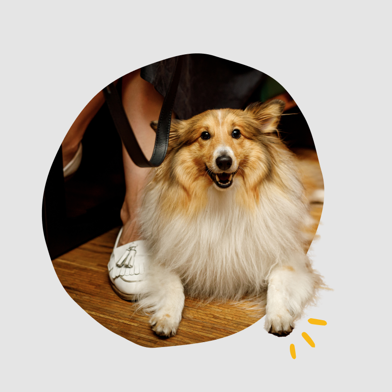 A dog on a pub floor