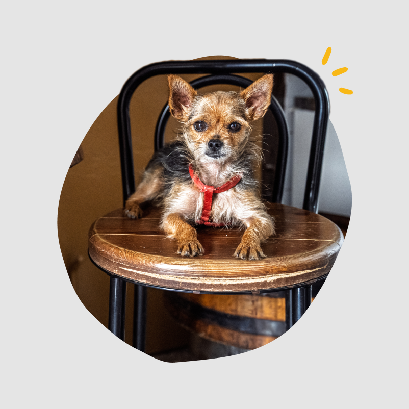 A small dog on a pub table