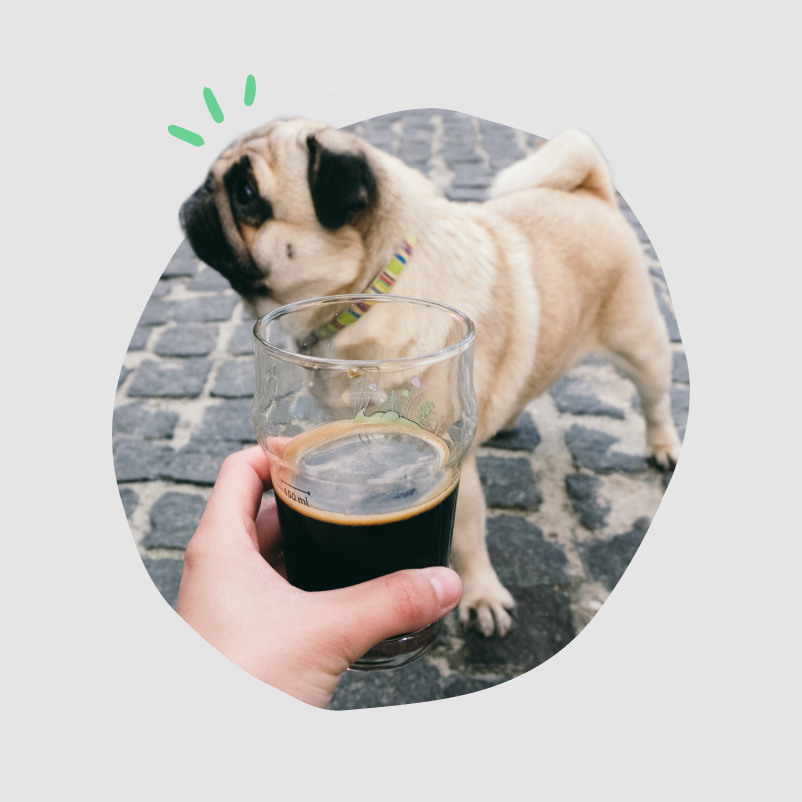 A pug showing no interest in a pint