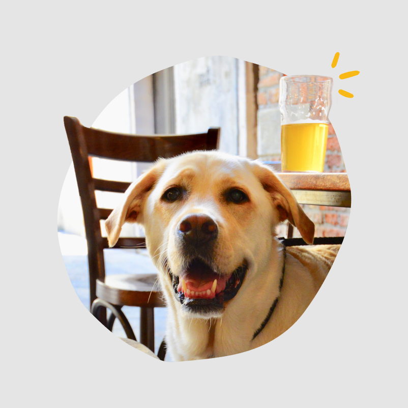 A labrador in front of a chair