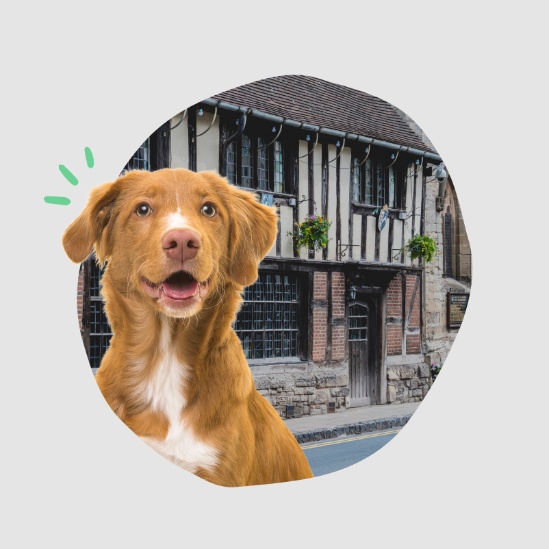 A dog in the foreground with a pub in the background