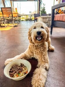 Dog smiles with with food bowl at Lazy Dog restaurant