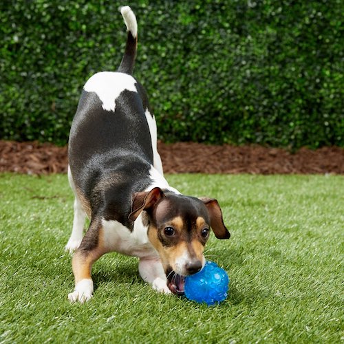 The 15 Best Dog Fetch Toys for Hours of Endless Play
