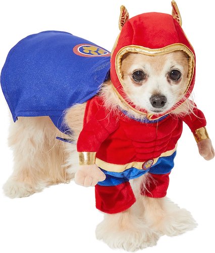 dog wearing superhero costume