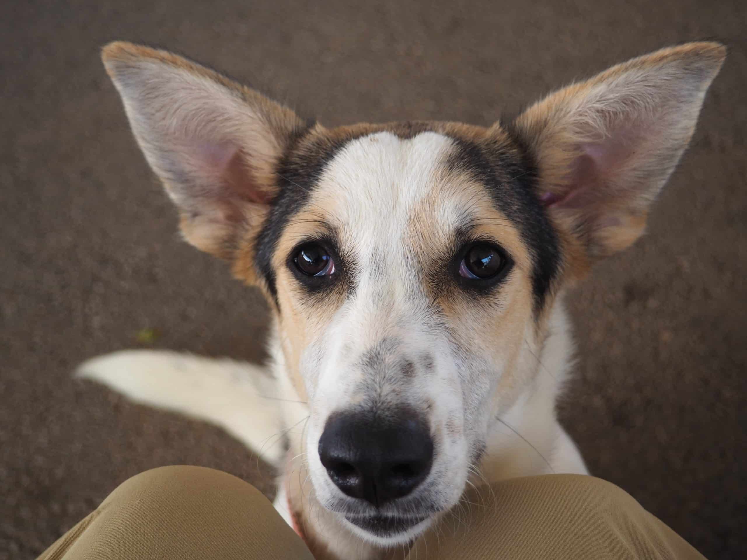 A dog displays sentience