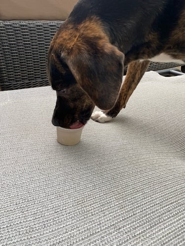 Lucy testing Dogsters ice cream