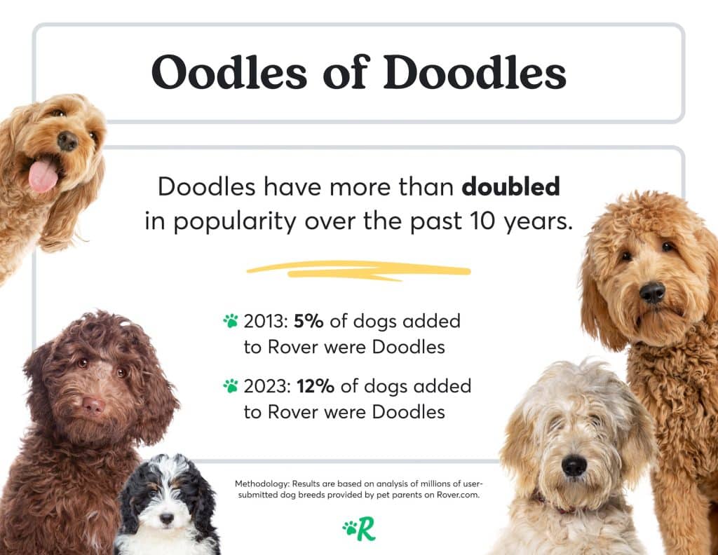 Oodles of Doodles: Rover reports on the rise in poodle crosses among its users