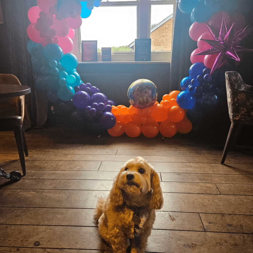 Dog in front of balloons at the Duke's Head pub