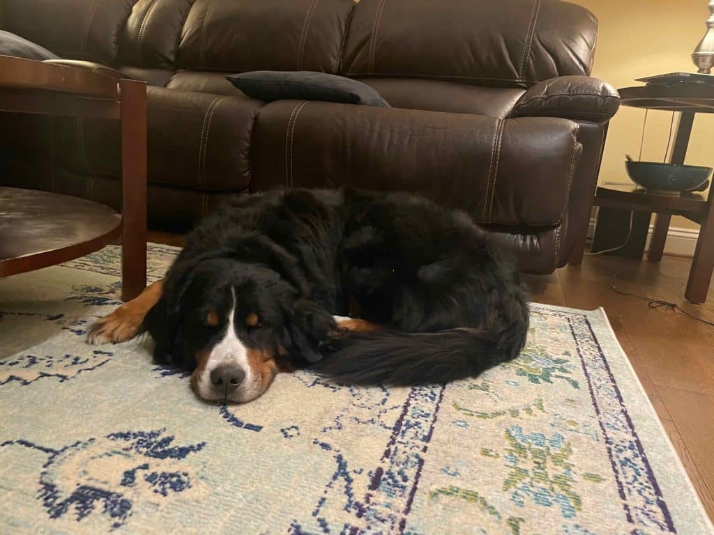 Ruby in Donut Sleeping Position