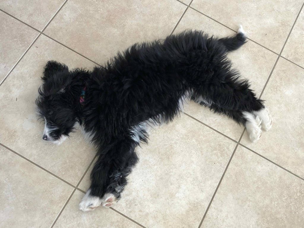 Puppy in Side-Sleeping position